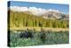 USA, Colorado, Arapaho NF. Three Male Moose Grazing on Bushes-Cathy & Gordon Illg-Premier Image Canvas