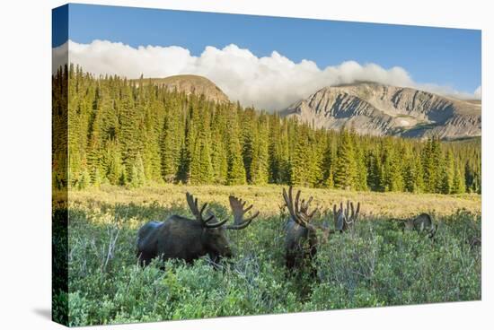 USA, Colorado, Arapaho NF. Three Male Moose Grazing on Bushes-Cathy & Gordon Illg-Premier Image Canvas