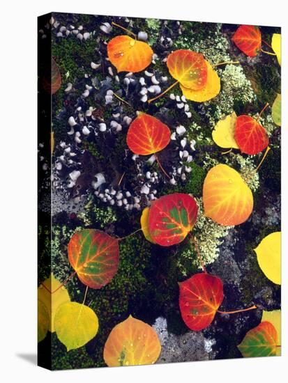 USA, Colorado, Aspen Leaves in the Rocky Mountains-Jaynes Gallery-Premier Image Canvas