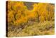 USA, Colorado. Bench and cottonwoods in autumn.-Jaynes Gallery-Premier Image Canvas