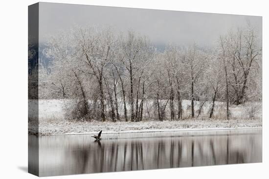 USA, Colorado, Boulder. Canadian Geese Taking Flight from Water-Jaynes Gallery-Premier Image Canvas