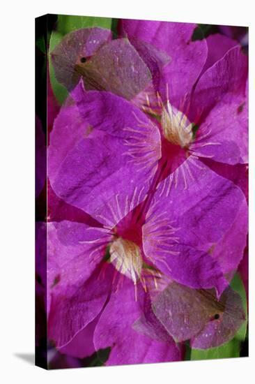 USA, Colorado, Boulder. Clematis Flower Montage-Jaynes Gallery-Premier Image Canvas