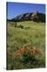 USA, Colorado, Boulder. Flatirons and Poppies at Chautauqua Park-Jaynes Gallery-Premier Image Canvas