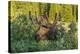 USA, Colorado, Brainard Lake Recreation Area. Bull Moose with Velvet Antlers-Jaynes Gallery-Premier Image Canvas