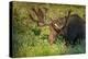 USA, Colorado, Brainerd Lake Recreation Area. Bull Moose with Velvet Antlers-Jaynes Gallery-Premier Image Canvas