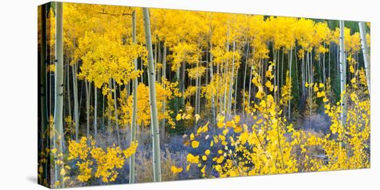 USA, Colorado. Bright Yellow Aspens in Rockies, Cottonwood Pass.-Anna Miller-Premier Image Canvas