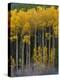 USA, Colorado. Bright Yellow Aspens in Rockies, Cottonwood Pass.-Anna Miller-Premier Image Canvas