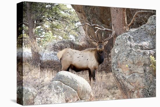 USA, Colorado, Bull Elk being Suspicious.-Michael Scheufler-Premier Image Canvas