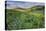 USA, Colorado, Crested Butte. Landscape of wildflowers and mountain.-Dennis Flaherty-Premier Image Canvas