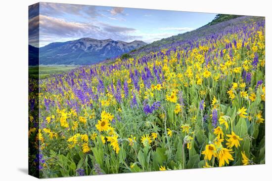 USA, Colorado, Crested Butte. Landscape of wildflowers on hillside.-Dennis Flaherty-Premier Image Canvas