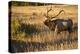 USA, Colorado, Estes Park, Rocky Mountain National Park Bull Elk Bugling-Bernard Friel-Premier Image Canvas