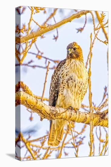 USA, Colorado, Fort Collins. Red-tailed hawk close-up.-Jaynes Gallery-Premier Image Canvas