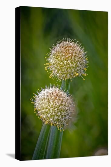 USA, Colorado, Fort Collins. White allium plant close-up.-Jaynes Gallery-Premier Image Canvas