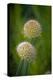 USA, Colorado, Fort Collins. White allium plant close-up.-Jaynes Gallery-Premier Image Canvas