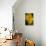 USA, Colorado, Fort Collins. Yellow coreopsis flowers.-Jaynes Gallery-Premier Image Canvas displayed on a wall