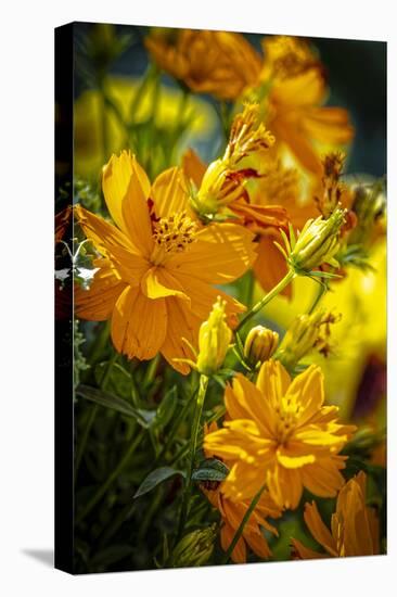 USA, Colorado, Fort Collins. Yellow coreopsis flowers.-Jaynes Gallery-Premier Image Canvas