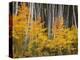 USA, Colorado, Grand Mesa National Forest, Aspen Grove with Fall Color and White Trunks-John Barger-Premier Image Canvas
