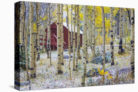 USA, Colorado, Grand Mesa. Solitary Cabin in a Forest-Jaynes Gallery-Premier Image Canvas