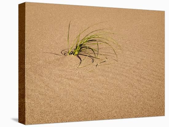 USA, Colorado, Great Sand Dunes National Park and Preserve. Blowout Grass Grows on a Dune-Ann Collins-Premier Image Canvas