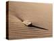 USA, Colorado, Great Sand Dunes National Park and Preserve. Rock and Ripples on a Dune-Ann Collins-Premier Image Canvas