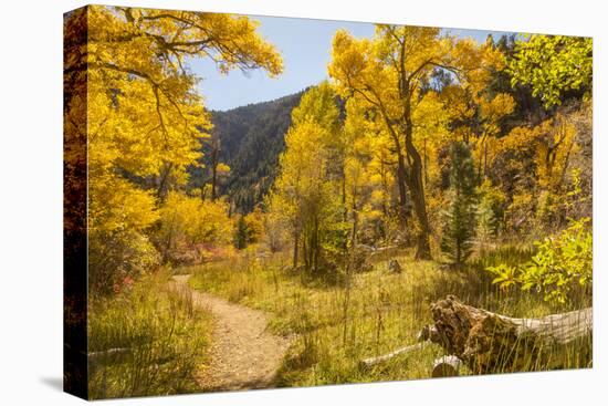 USA, Colorado, Grizzly Creek Trail. Cottonwood trees in fall color.-Jaynes Gallery-Premier Image Canvas