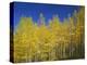 USA, Colorado, Gunnison National Forest. Autumn Colored Aspen Grove Beneath Moon and Blue Sky-John Barger-Premier Image Canvas