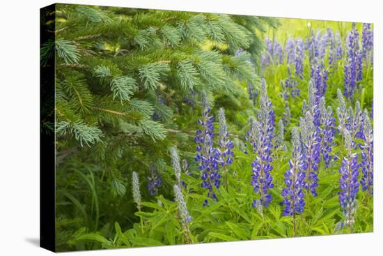 USA, Colorado, Gunnison National Forest. Close-Up of Lupine and Pine Tree Limbs-Jaynes Gallery-Premier Image Canvas
