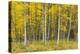 USA, Colorado, Gunnison National Forest, Fall Colored Aspen Grove in the West Elk Mountains-John Barger-Premier Image Canvas