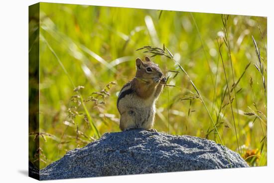 USA, Colorado, Gunnison National Forest. Golden-Mantled Ground Squirrel Eating Grass Seeds-Jaynes Gallery-Premier Image Canvas