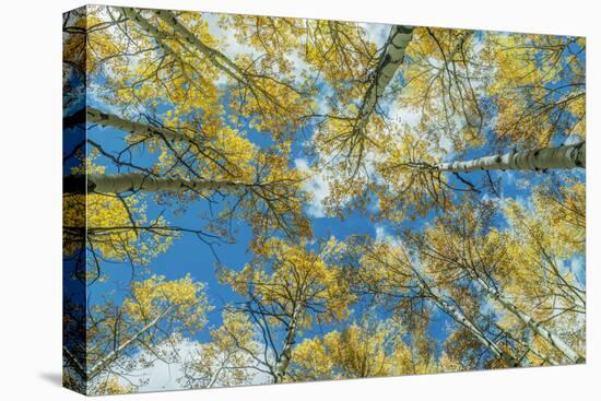 Usa, Colorado, Gunnison National Forest, Looking up in an Autumn Aspen Grove-Rob Tilley-Premier Image Canvas