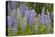 USA, Colorado, Gunnison National Forest. Lupine flowers in San Juan Mountains.-Jaynes Gallery-Premier Image Canvas