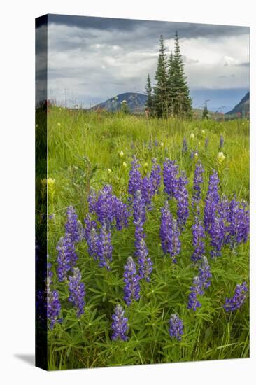 USA, Colorado, Gunnison National Forest. Lupine in Mountain Meadow-Jaynes Gallery-Premier Image Canvas