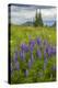 USA, Colorado, Gunnison National Forest. Lupine in Mountain Meadow-Jaynes Gallery-Premier Image Canvas