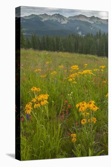 USA, Colorado, Gunnison National Forest. Sneezeweed Blossoms in Mountain Meadow-Jaynes Gallery-Premier Image Canvas