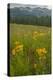 USA, Colorado, Gunnison National Forest. Sneezeweed Blossoms in Mountain Meadow-Jaynes Gallery-Premier Image Canvas