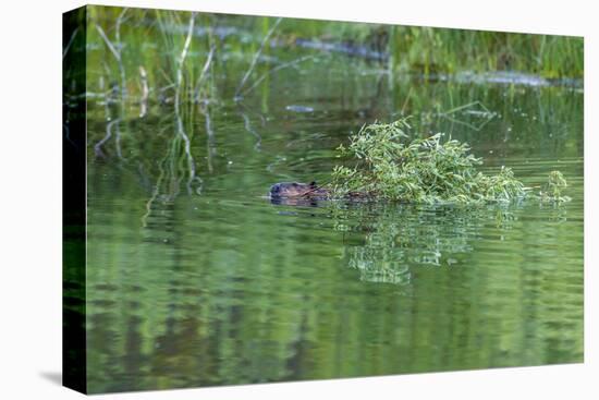 USA, Colorado, Gunnison National Forest. Wild Beaver Bringing Willows Back to Lodge-Jaynes Gallery-Premier Image Canvas