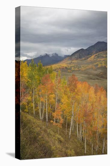 USA, Colorado, Gunnison NF. Aspen Grove at Peak Autumn Color-Don Grall-Premier Image Canvas