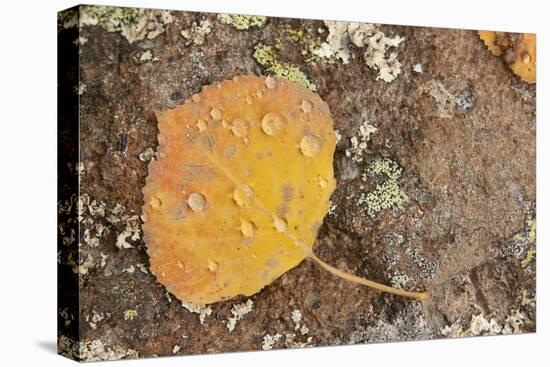 USA, Colorado, Gunnison NF. Aspen Leaf and Lichen on Rock-Don Grall-Premier Image Canvas