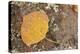 USA, Colorado, Gunnison NF. Aspen Leaf and Lichen on Rock-Don Grall-Premier Image Canvas