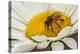 USA, Colorado, Jefferson County. Honey Bee on Daisy Blossom-Cathy & Gordon Illg-Premier Image Canvas