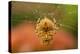 USA, Colorado, Jefferson County. Orb-Weaver Spider on Web-Cathy & Gordon Illg-Premier Image Canvas