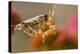 USA, Colorado, Jefferson County. Orb-Weaver Spider with Prey-Cathy & Gordon Illg-Premier Image Canvas