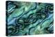 USA, Colorado, Lafayette. Abalone Shell Montage-Jaynes Gallery-Premier Image Canvas