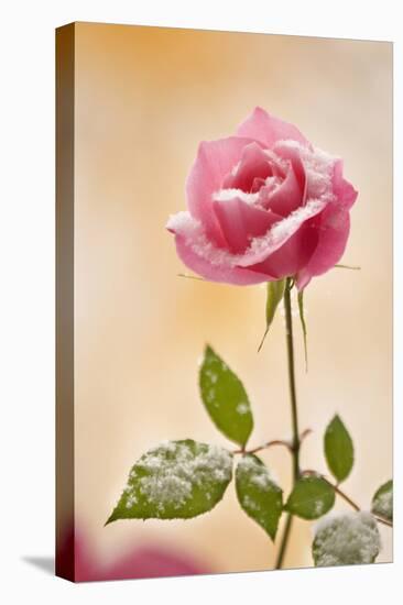 USA, Colorado, Lafayette. Snow Flakes on Pink Rose-Jaynes Gallery-Premier Image Canvas