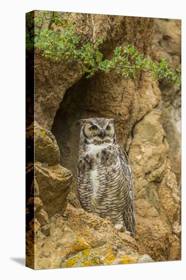 USA, Colorado, Larimer County. Great Horned Owl on Rocky Ledge-Cathy & Gordon Illg-Premier Image Canvas