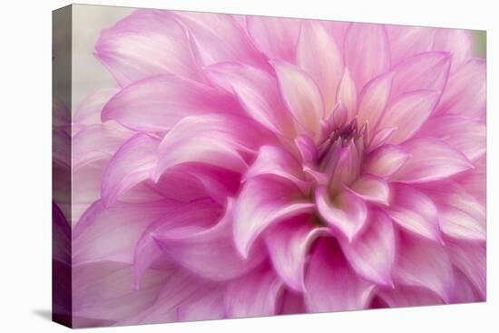 USA, Colorado, Longmont. Double exposure of dahlia flower.-Jaynes Gallery-Premier Image Canvas