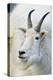 USA, Colorado, Mount Evans Recreation Area. Mountain Goat Portrait-Jaynes Gallery-Premier Image Canvas