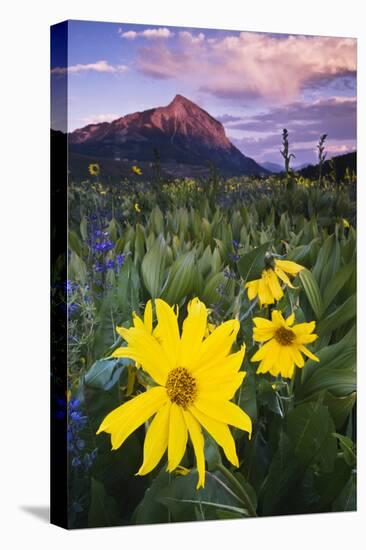 USA, Colorado, Mt. Crested Butte. Meadow Wildflowers at Sunset-Jaynes Gallery-Premier Image Canvas