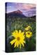 USA, Colorado, Mt. Crested Butte. Meadow Wildflowers at Sunset-Jaynes Gallery-Premier Image Canvas