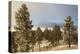 USA, Colorado, Pike National Forest. Frost on Ponderosa Pine Trees-Jaynes Gallery-Premier Image Canvas